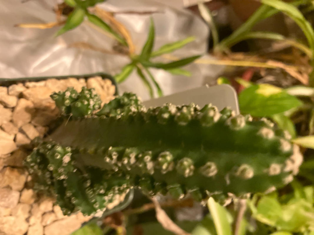 Fairy Castle Cactus - Acanthocereus Tetragonus Monstrose
