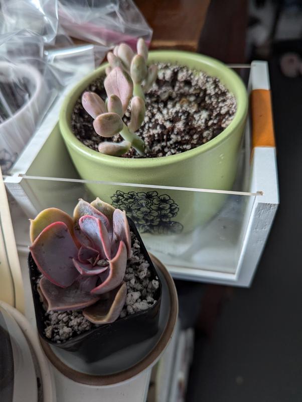 1 Succulent Subscription Box (Growing Kit)  Planet Desert