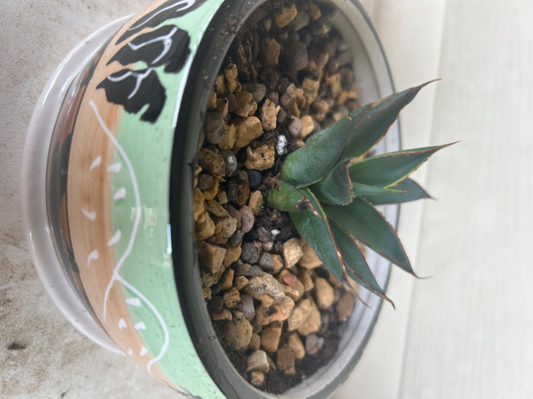 raven zz plant ZZ Raven Plant | Zamioculcas zamiifolia Raven Plant