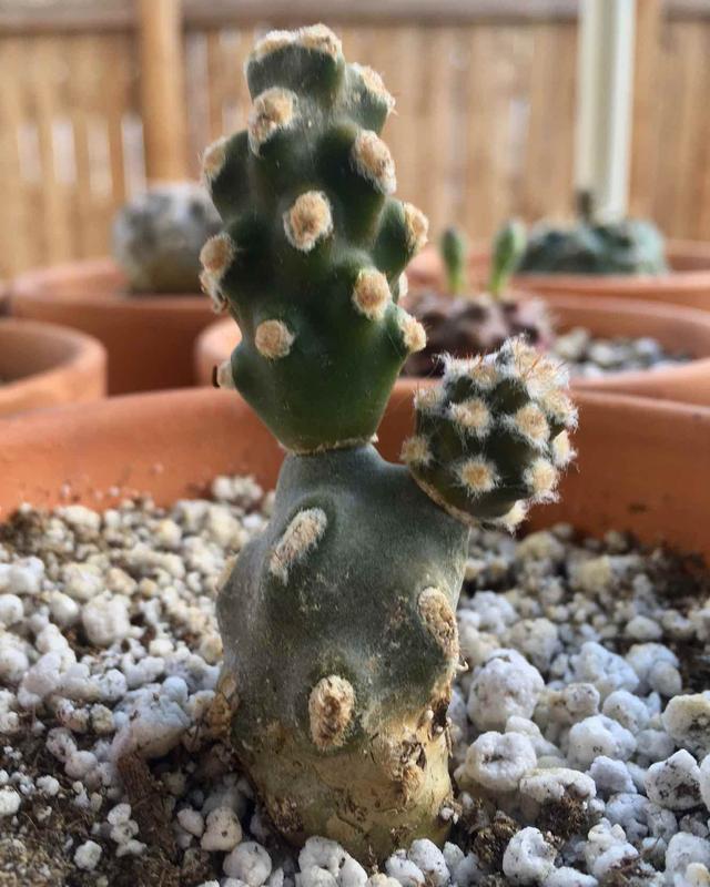 テフロカクタス　モリネンシス Tephrocactus molinensis Tephrocactus molinensis – Planet Desert