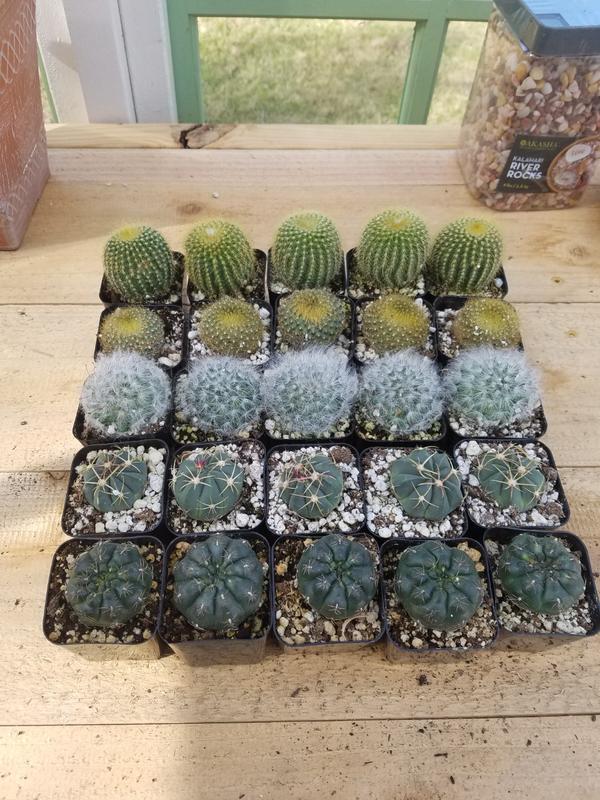 Planet Desert - Cactus And Succulent Plants For Sale