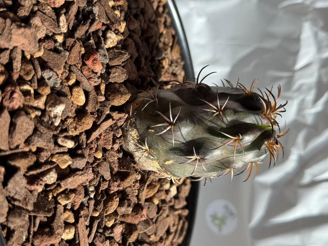 Shop 'Copiapoa dura' Care & Growing Guide | Planet Desert