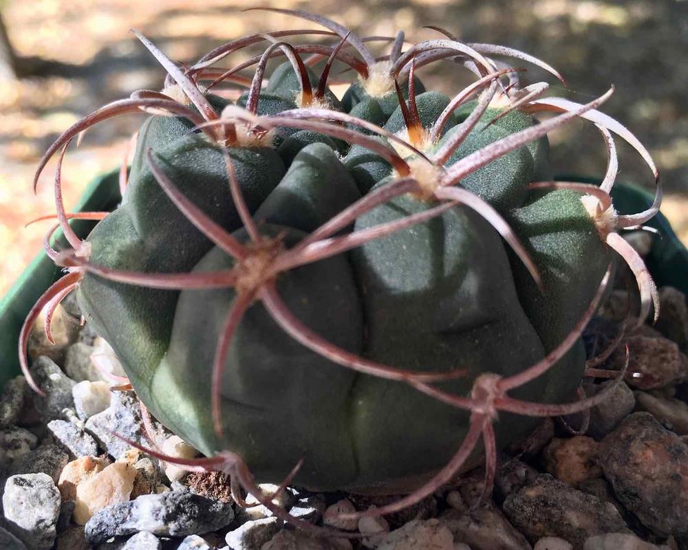 Gymnocalycium tillianum