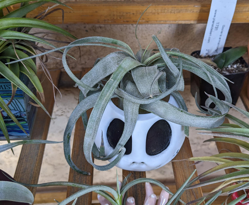 Shirley Temple 'Tillandsia streptophylla' For sale - Planet Desert