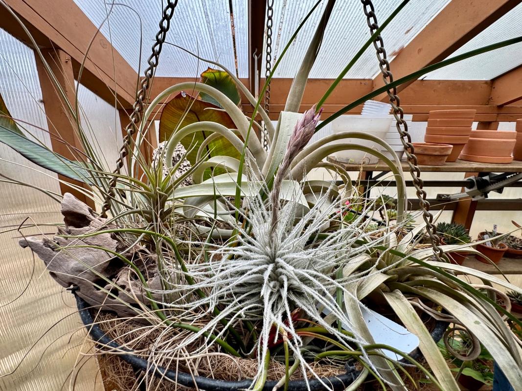 Shop For Tillandsia Tectorum Ecuador| Rare Air Plant | Planet Desert