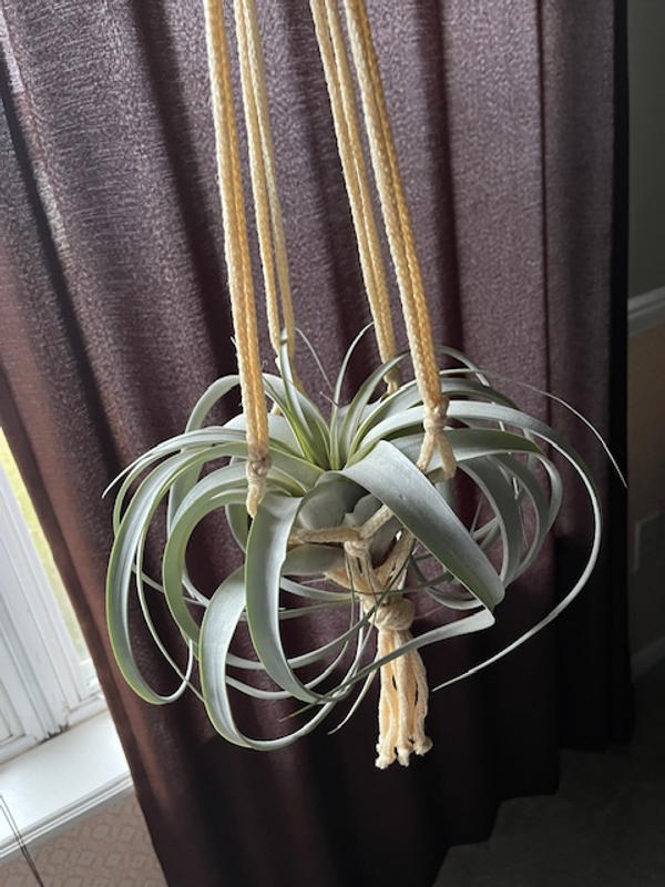 Get 'Tillandsia xerographica' For sale - Planet Desert