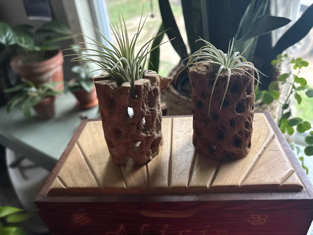 Natural Cholla Wood Hollow (2