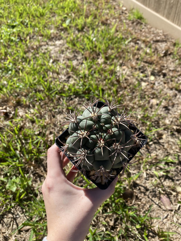Gymnocalycium Saglionis Trio Barrel Cactus | Planet Desert