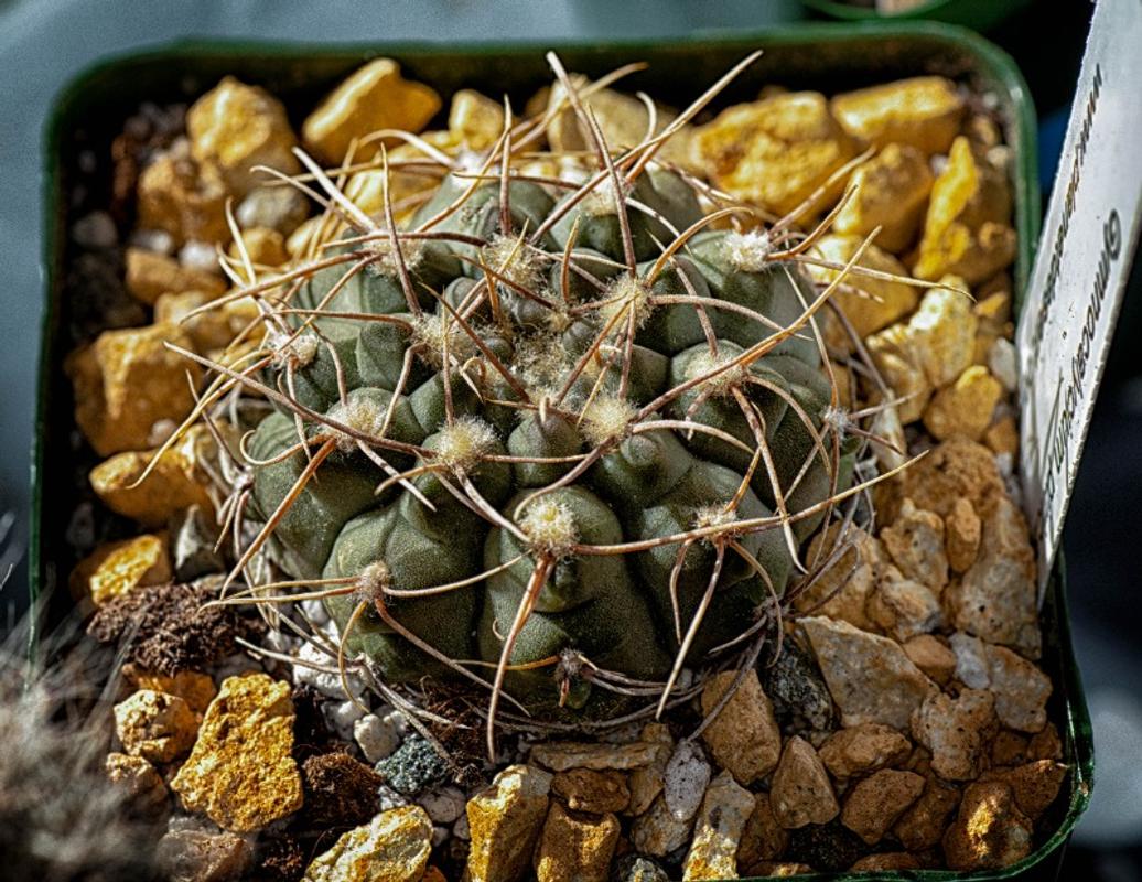 Gymnocalycium schickendantzii