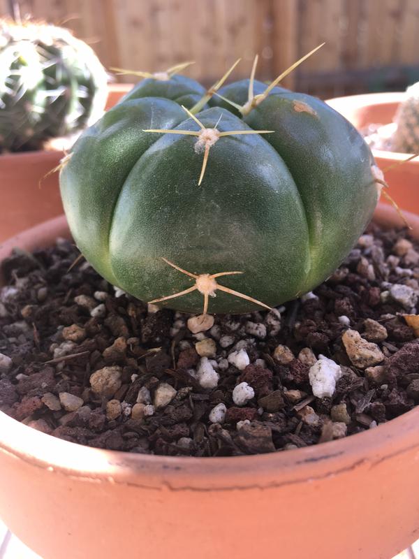 Buy Gymnocalycium Horstii | Globular Cactus | Planet Desert