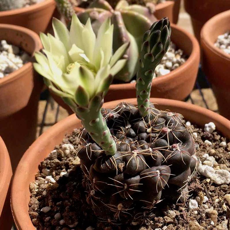 Gymnocalycium andreae  Planet Desert