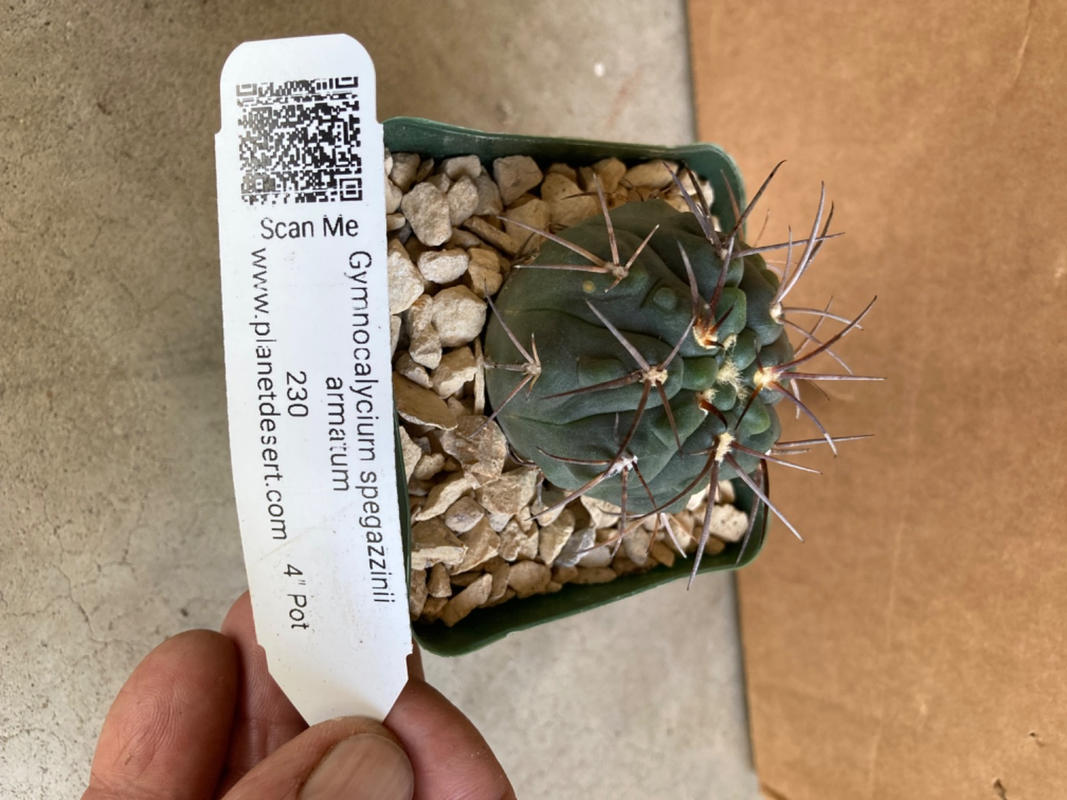 Gymnocalycium armatum Cactus | Low Maintenance & Easy to grow