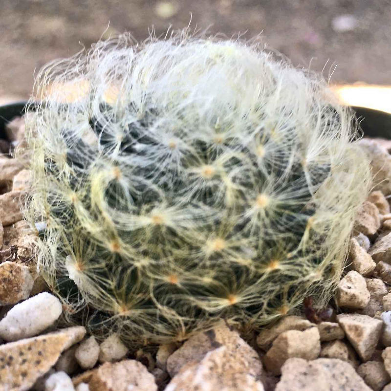 Mammillaria aureilanata