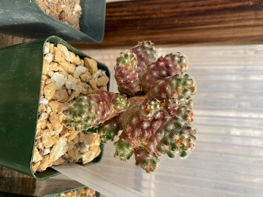Mammillaria saboae haudeana grafted Cactus | Buy Today at Planet Desert