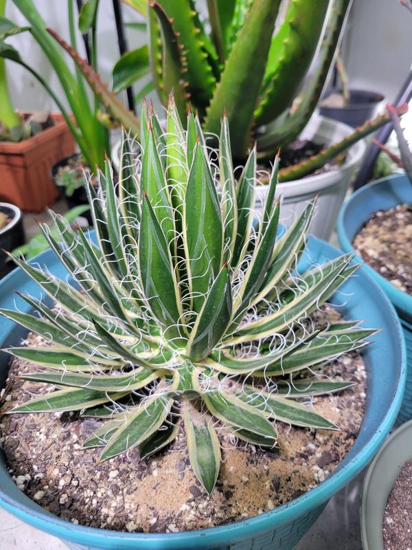 Agave schidigera 'Shira ito no Ohi' Info - Shop Online at Planet