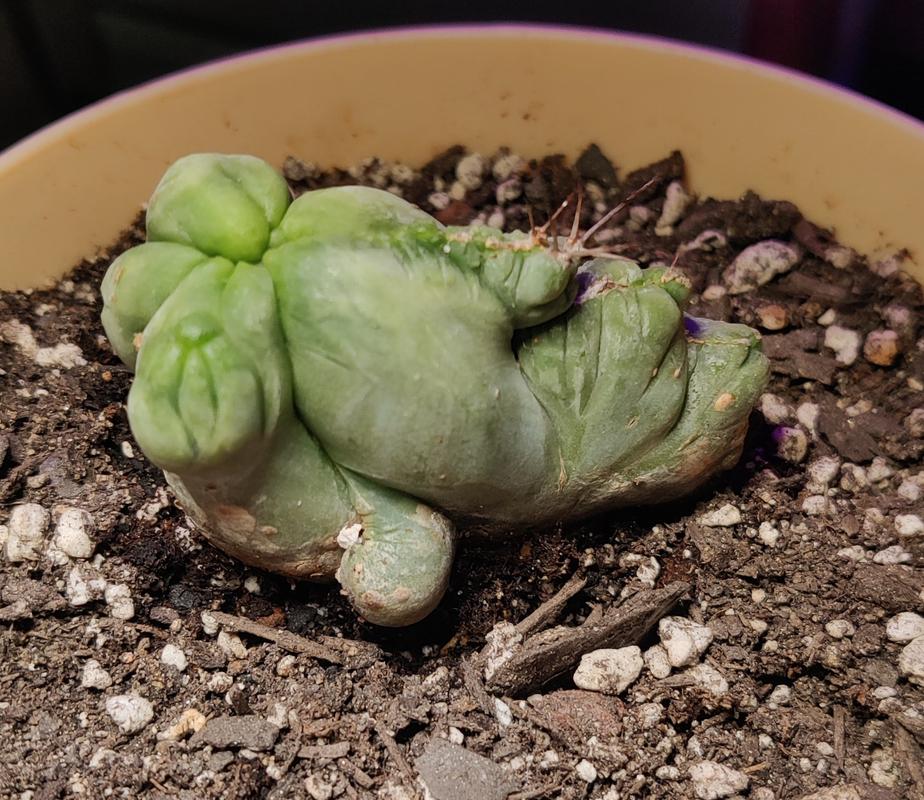 Buy 'Crested Penis Cactus - Trichocereus bridgesii Crested' Online