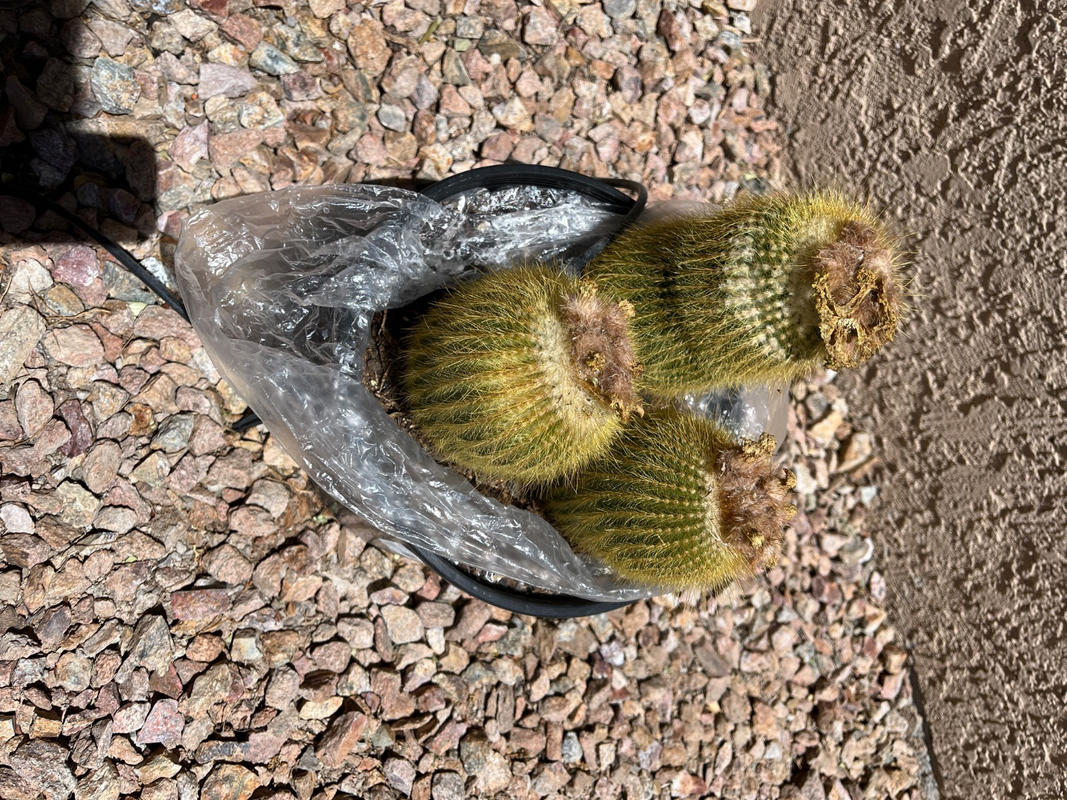 Lemon Ball Cactus Cluster Parodia leninghausii Clusters