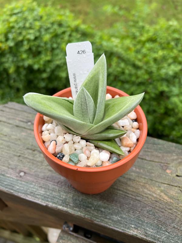 Gasteraloe 