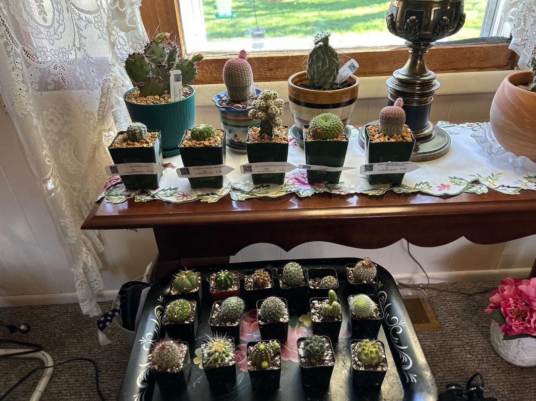 Cactus Sampler Gift Box  Planet Desert