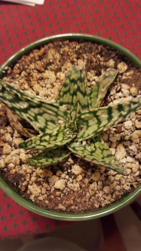 Aloe white storm