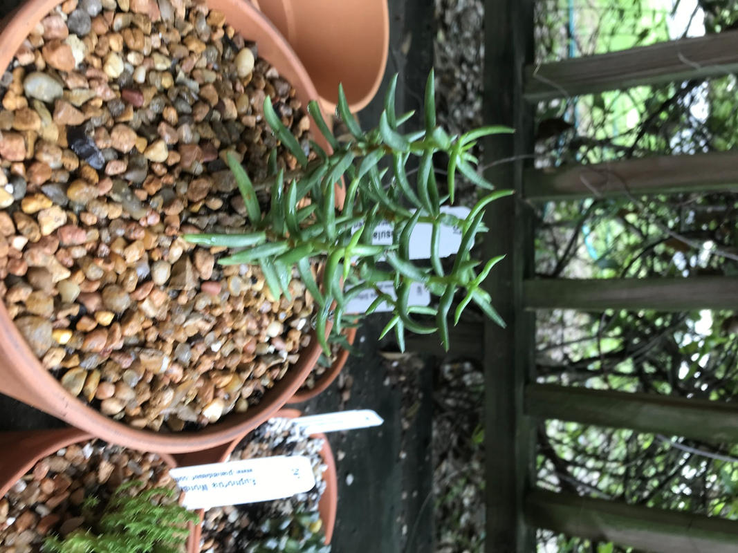 Mini Pine Tree Succulent - Crassula Tetragona - 4 inch