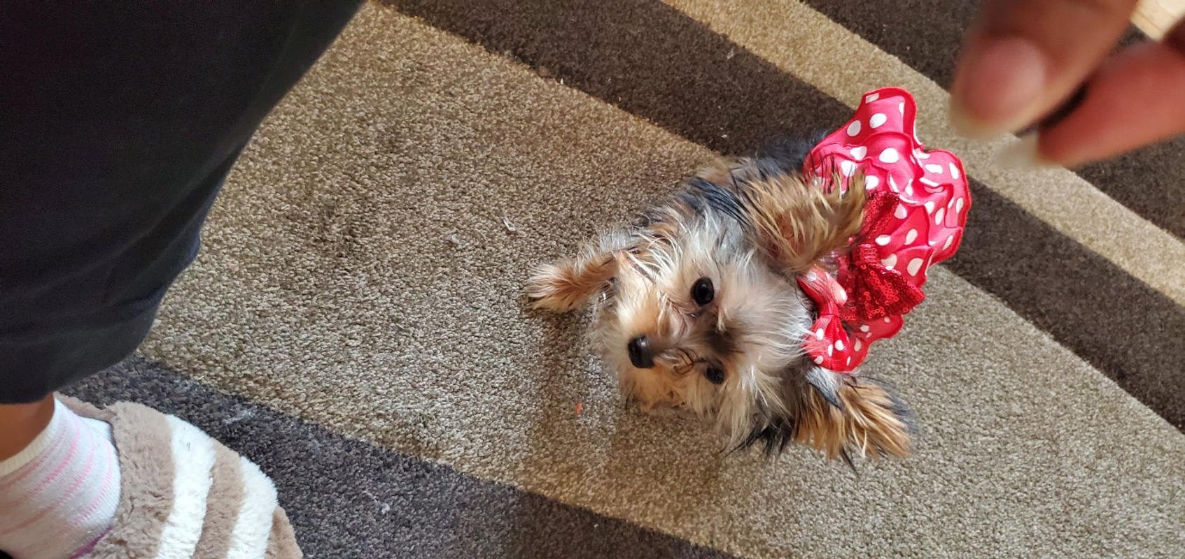 Klippo Sparkling Bow Ruffle Layered Dog Dress