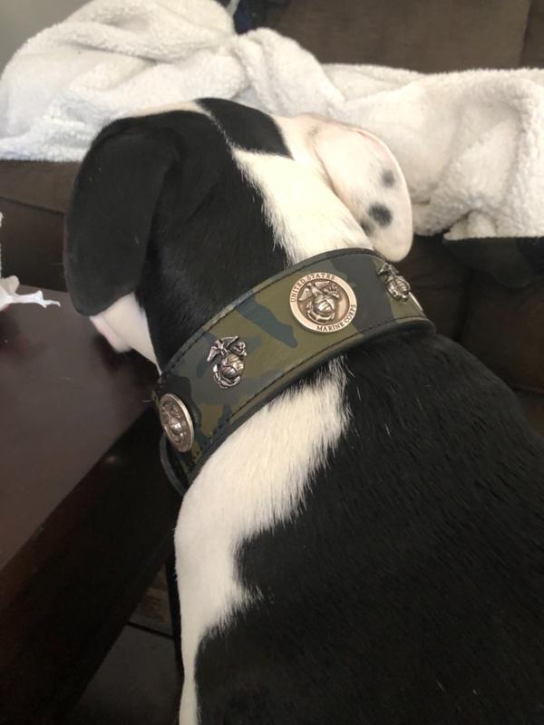 Marine on sale dog collar