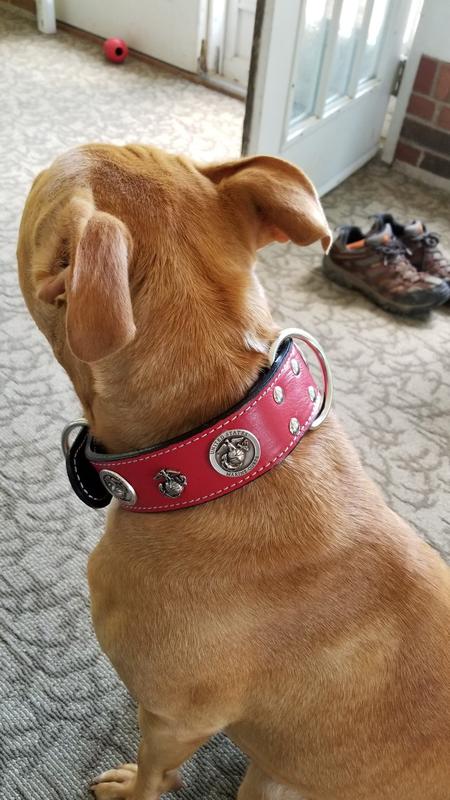 Marine Corps Theme Leather Dog Collar 2