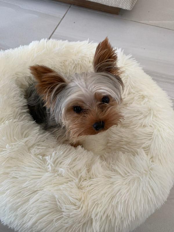 Comfy calming dog bed cheap reviews