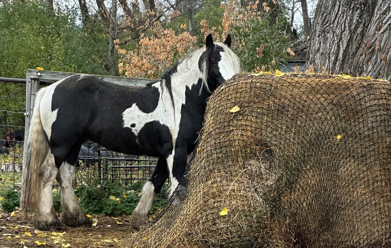 Round Bale Hay Net | Slow Feeder Net For Horses | Texas Haynet