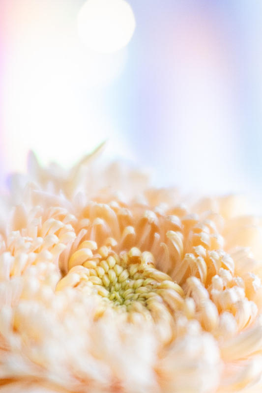 Velvet 56 | Creative Portrait Camera Lens | Lensbaby