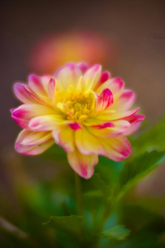作例 LENSBABY VELVET 56 85 作例 LENSBABY VELVET 56 85