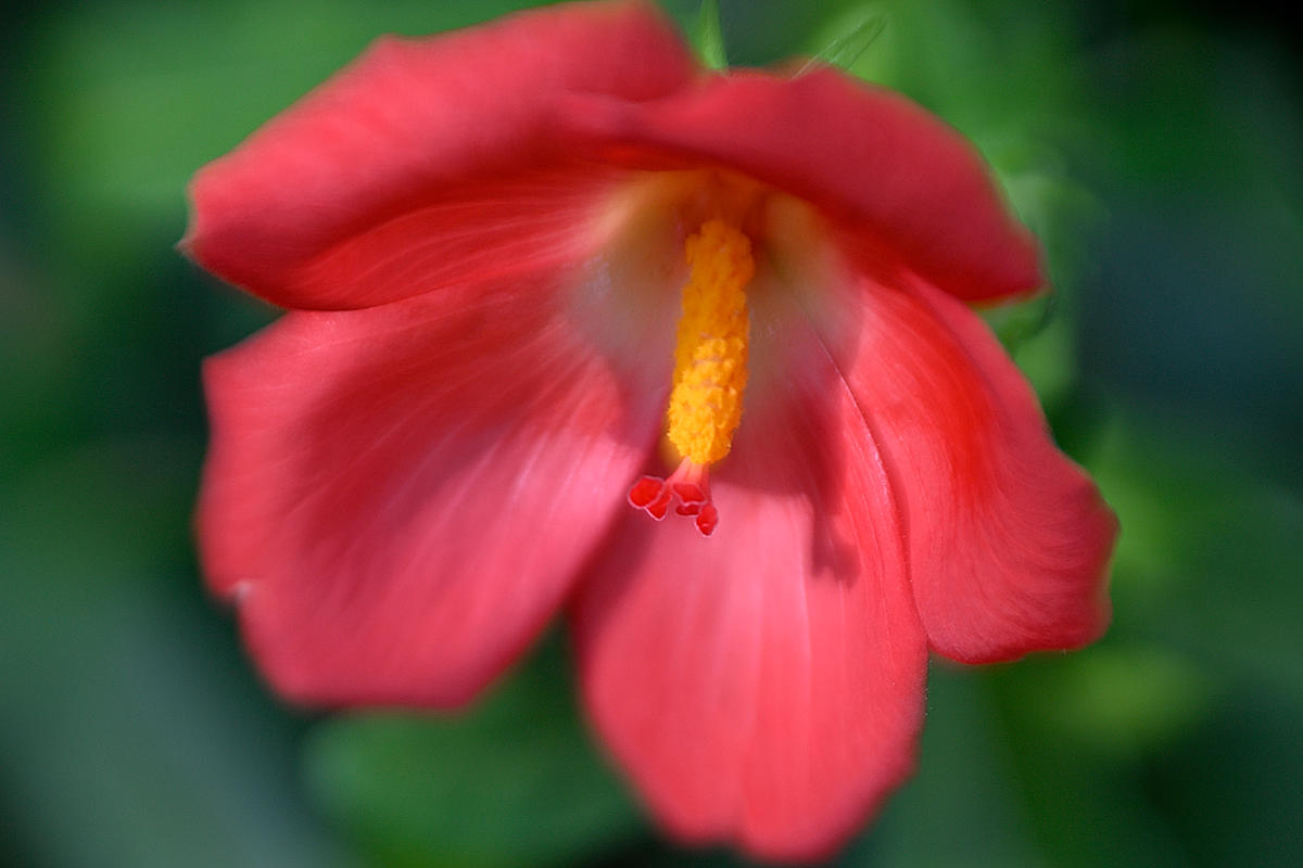 Composer Pro II With Sweet 80 Optic | Camera Lens | Lensbaby Composer Pro II With Sweet 80 Optic | Camera Lens | Lensbaby
