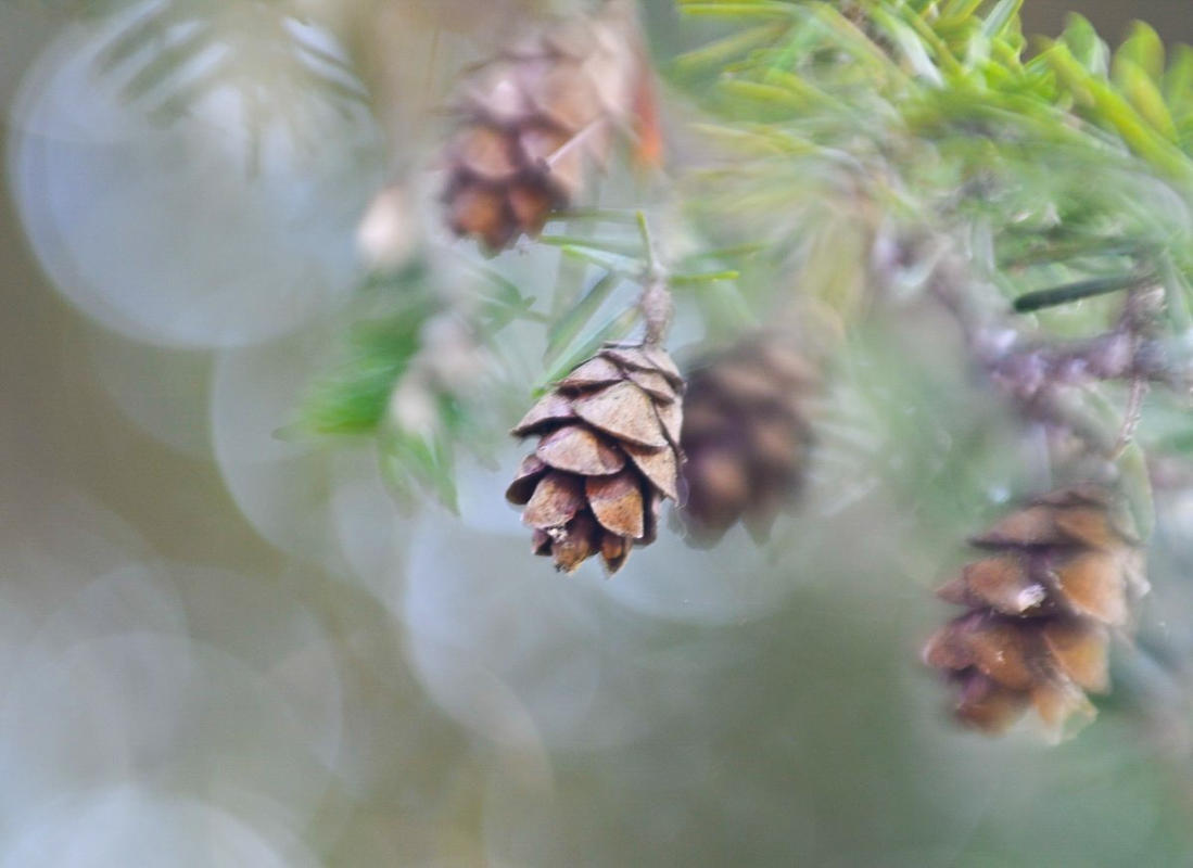 Composer Pro II With Sweet 80 Optic | Camera Lens | Lensbaby