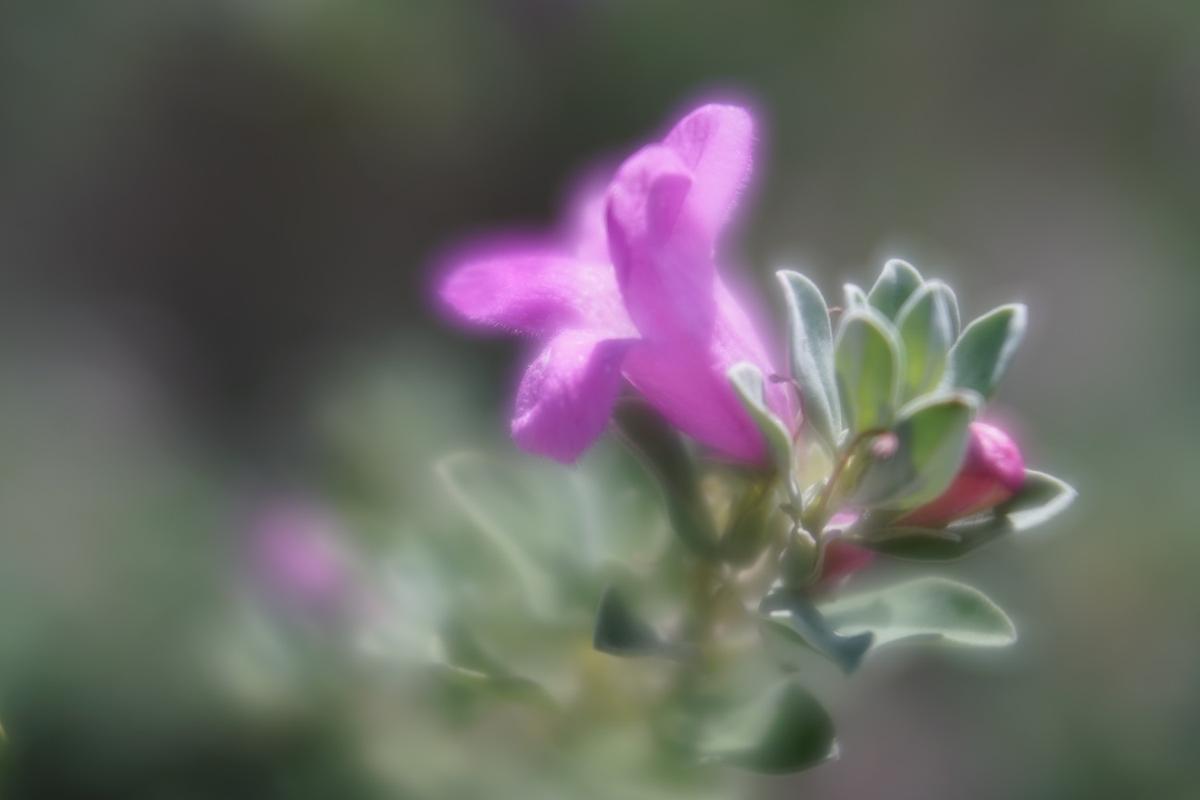 Velvet 28 | Landscape & Travel Camera Lens | Lensbaby