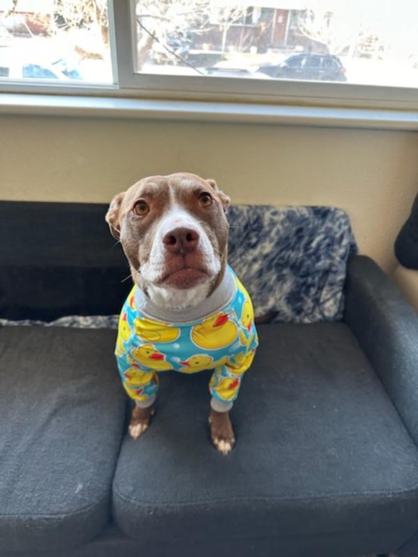 Tooth & Honey Tooth and Honey Pit Bull Pajamas/Rubber Duck  Print/Lightweight Pullover Pajamas/Full Coverage Dog pjs/Yellow with Grey  Trim