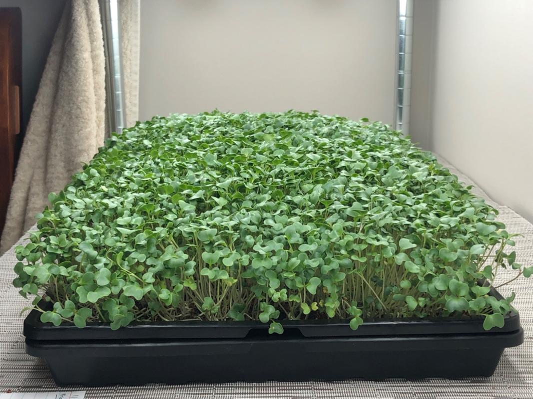 Bootstrap Farmer 1020 Mesh Shallow Extra Strength Trays 1 Deep Review