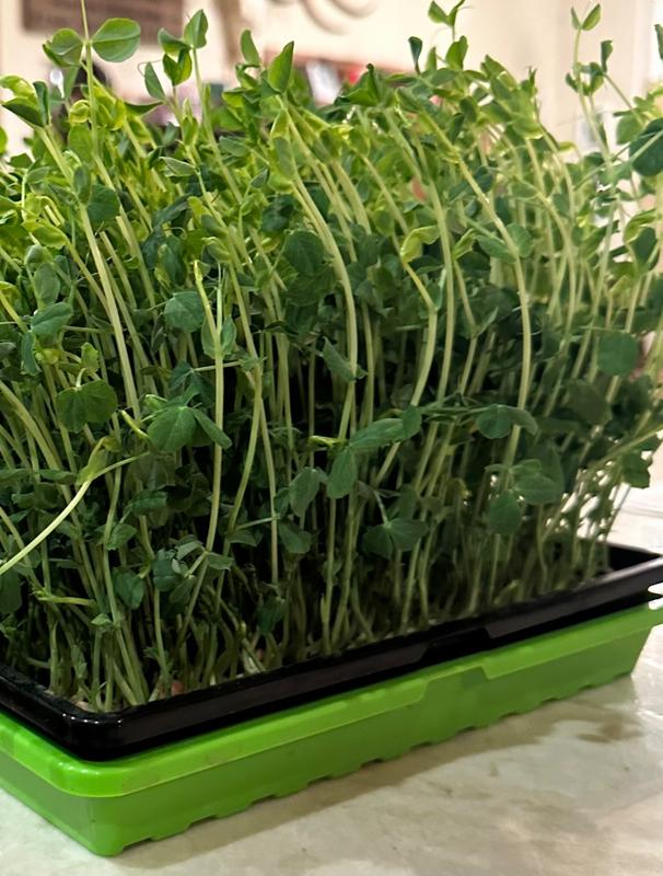 Bootstrap Farmer 1020 Mesh Shallow Extra Strength Trays 1 Deep Review