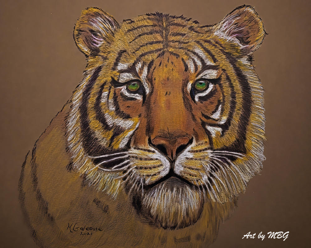 Retro tiger drawing / illustration, vector | ai illustrator file | US$5.00  each | Ai & PNG File