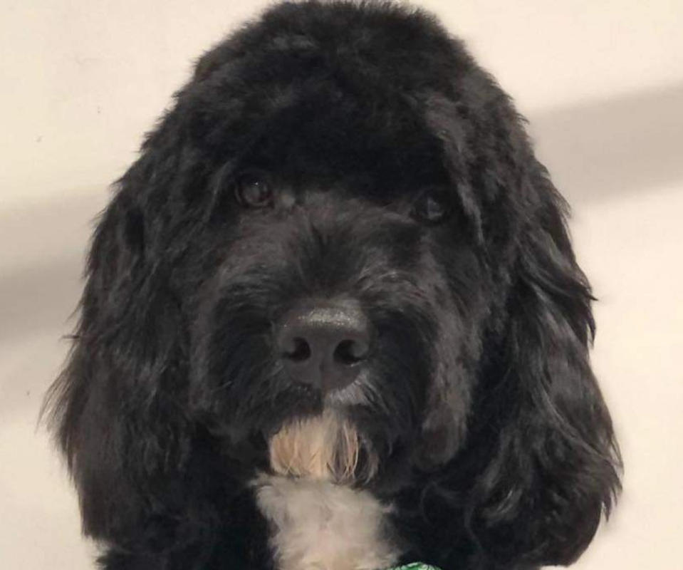 Curly cockapoo clearance