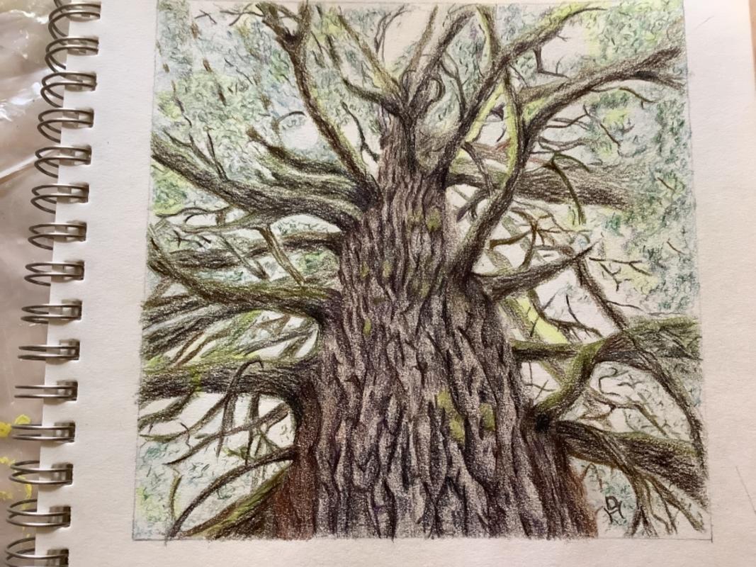 Stock art drawing of a Mesquite Tree