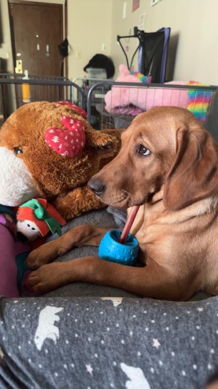 Best Bully Stick Holder Dog Toy Best Bully Sticks