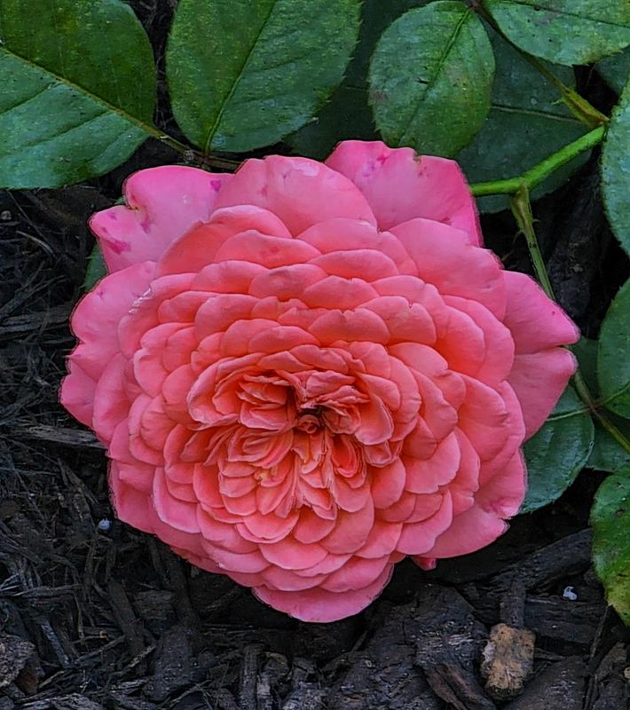Buy Proven Winners® Reminiscent Coral Rose (Rosa) Online – Proven