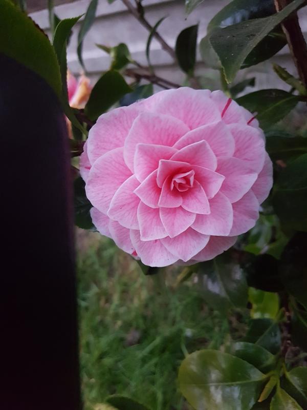 Camellia japonica 'Pink Perfection