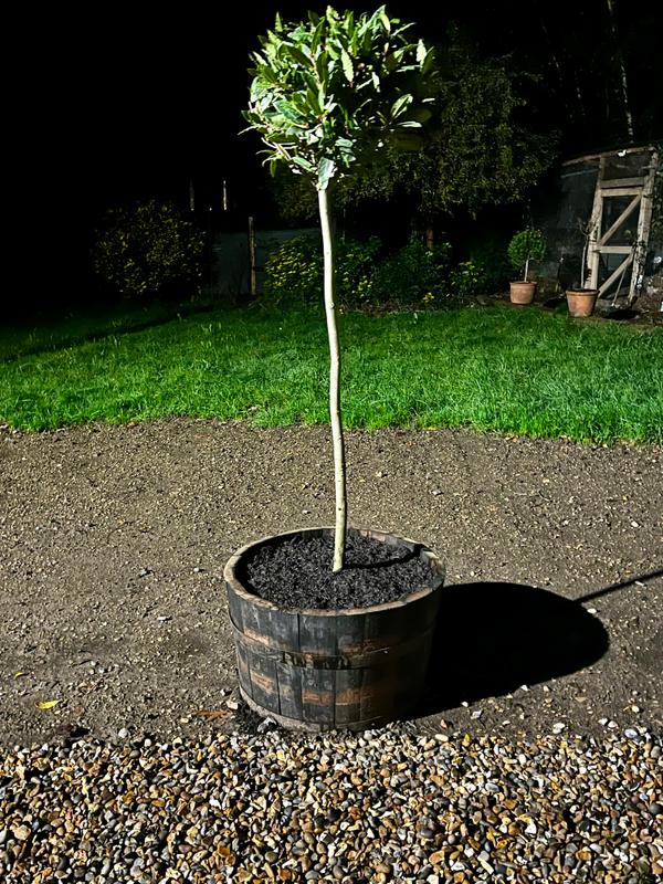 Artificial Olive Tree - Cowell's Garden Centre