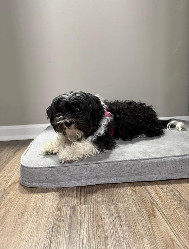 Snooz - Premium Dog Crate Pad | Diggs