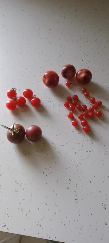 Sweet Aperitif Tomato (80 Days) – Pinetree Garden Seeds