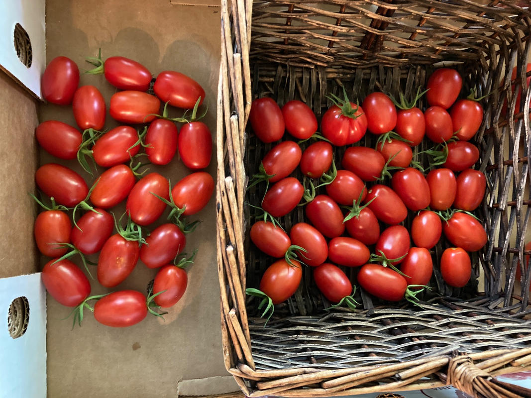 tomato Indam 535 Tomato Performance. Corial rd Princestown. Farmer