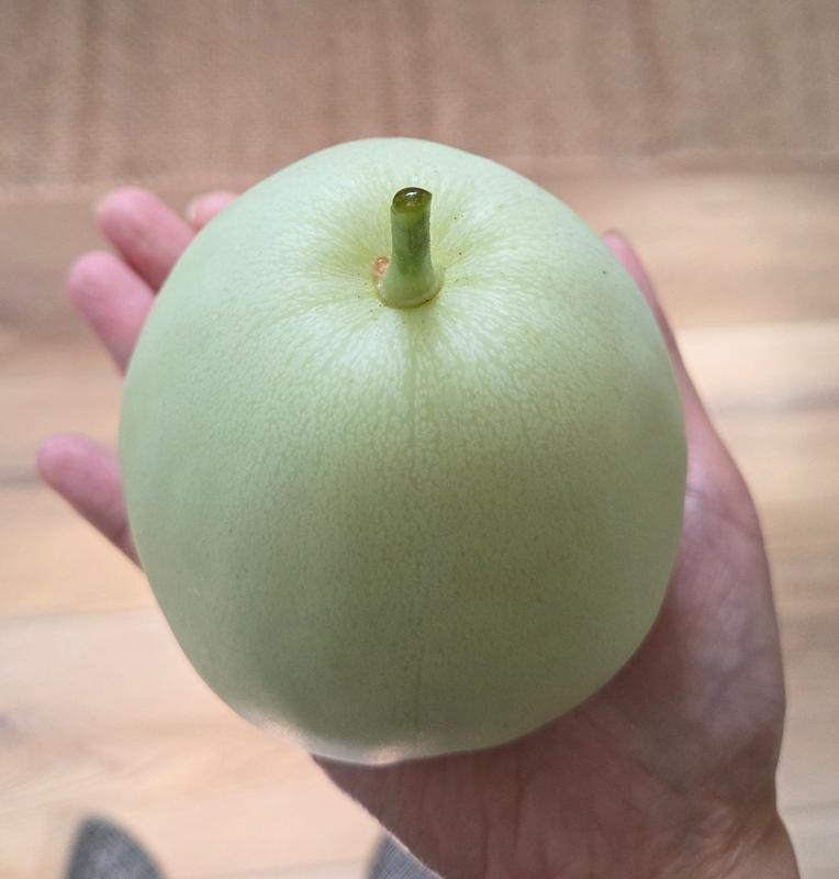 SAKATAS SWEET MELON (85 days) – Pinetree Garden Seeds