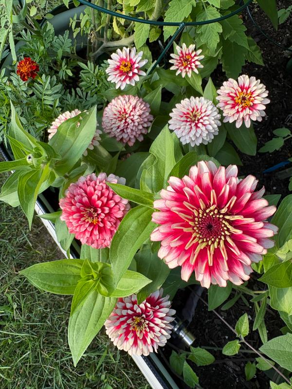 Cherry and Ivory Swizzle Zinnia – Pinetree Garden Seeds